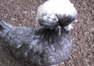 Poule hollandaise.jpg